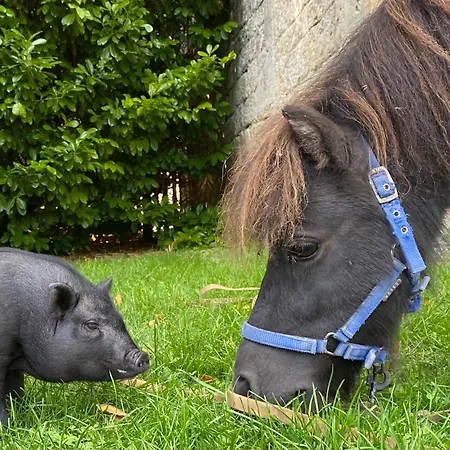 Dom wakacyjny Atypique 12 Personnes Dans Le Lot